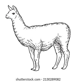 Alpaca-Lama-Zeichnung