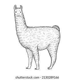 alpaca or ilama llama drawing