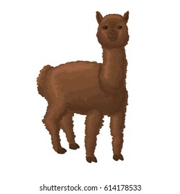 Alpaca isolated on white