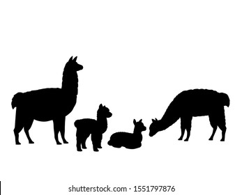 Alpaca Lama family. Silhouettes of animals. Vector illustrator