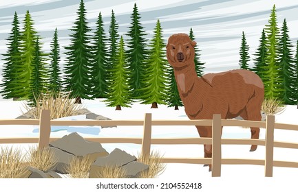 Alpaca Lama pacos on the farm behind the fence in winter. Fir trees, snowdrifts and winter Vector landscape