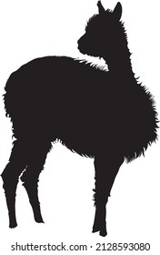 The alpaca (Lama pacos) is a species of South American camelid mammal.
