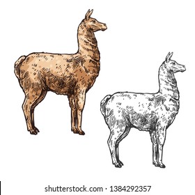 El boceto de los mamíferos de la Alpaca o de la lama. Mamífero vectorial sudamericano, símbolo de la fiesta tradicional mexicana Cinco de Mayo y zoo, llama aislada de la alpaca