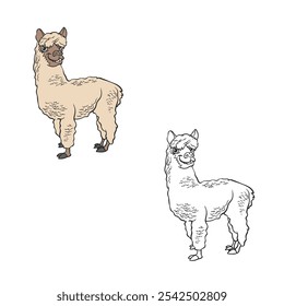 Alpaca. Lama. Desenho animado. Arte em linha. Contorno. Cor. Design simples. Fácil de editar. Ilustração vetorial