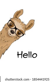 Alpaca llama with glasses on a white background. Vector illustration.