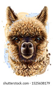 Alpaca / Llama portrait. Abstract, hand-drawn, realistic portrait of an alpaca / llama on a white background in a watercolor style.