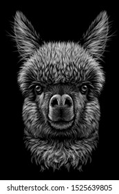 
Alpaca / Llama portrait. Graphic, hand-drawn, realistic, black and white portrait of an alpaca / llama on a black background.