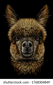 Alpaca / Llama portrait. Graphic, hand-drawn, realistic, color portrait of an alpaca / llama on a black background.