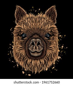 Alpaca, llama portrait. Hand-drawn portrait of an alpaca on a black background