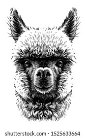 

Alpaca / Llama portrait. Hand-drawn, sketchy, graphic portrait of an alpaca / llama on a white background.