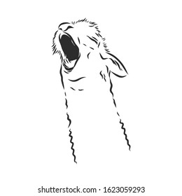 Alpaca llama screaming, vector sketch illustration 