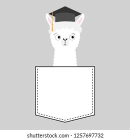 Alpaca llama sitting in the pocket. Face with graduate hat. T-shirt design. Cute cartoon funny character. Kawaii animal. Love Greeting card. Flat design style. Gray background. Vector illustration