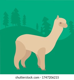 Alpaca on a green background. An animal in the wild. Illustration of a Lama. White animal, green background. Forest.