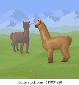Alpaca on the mountain background Alpaca in the mountains Two lamas on grass Alpaca wool animals on white two lamas cute curly alpaca lama