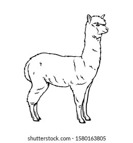 Alpaca outline icon. Llama mammal for design zoo. Isolated alpaca animal, vector illustration.