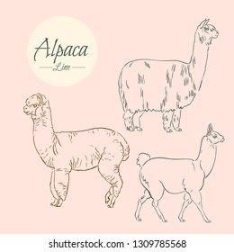 Alpaca. Set of vector hand drawn illustrations