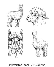 Alpaca. Set vector illustration. Black outline on a transparent background