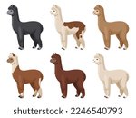 Alpaca set vector illustration. Colored alpacas stand on a white background. Stock vector