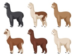 Alpaca Set Vector Illustration. Colored Alpacas Stand On A White Background. Stock Vector