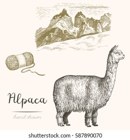 Alpaca. Set of vector sketches of alpaca and mountain landscape on a white background