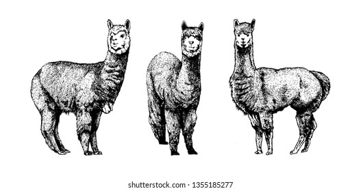 alpaca sketch ,Llama sketch, alpaca and llama sketch drawing, animal sketch isolated background, llama vector.