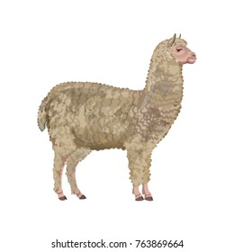 Alpaca standing, side view. Vector illustration isolated on the white background