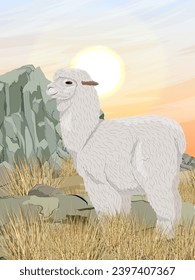 An alpaca stands near a rocky hill in a steppe with dry grass and stones. Vector realistic vertical landscape