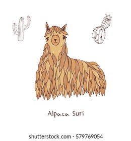 Alpaca suri hand drawn doodle vector illustration.