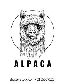 Alpaca. Vector illustration. Black outline on a transparent background