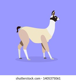 Alpaca vector illustration farm animal