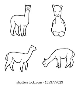 Alpaca Vector Illustration Hand Drawn Animal Cartoon Art