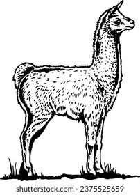 alpaca vector illustration with white,background  graphics and graphic art