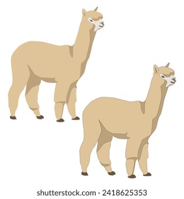 Alpaca vector isolated on white background flat with shadows