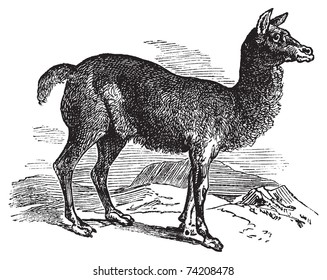 Alpaca or Vicugna pacos vintage engraving. Old engraved illustration of a horned lark bird in his environment.