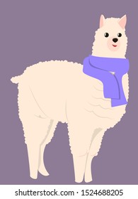 Alpaca wrapped in scarf isolated on a violet background.