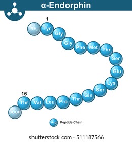 Alpha endorphin chemical structure, endogenous morphine substance, ball and stick style, vector chemical icon, isolated on white background, eps 10