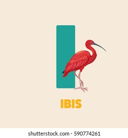 Alphabet abc letter I vector illustration with bird ibis