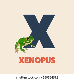 Alphabet abc letter X vector illustration with animal frog xenopus 