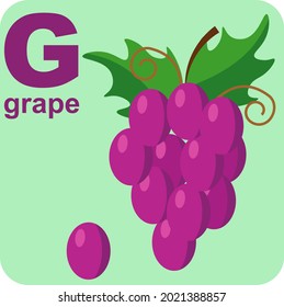 The alphabet cube with the letter G is a grape. Vector illustration on the theme of games and education.
