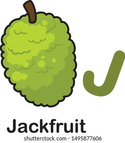 Alphabet Letter J-Jackfruit vector illustration