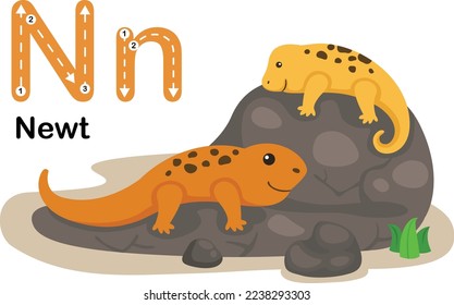 Alphabet Letter N-Newt with cartoon vocabulary illustration, vector