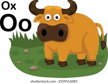 Alphabet Letter O-Ox with cartoon vocabulary illustration, vector