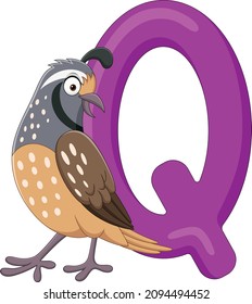 Alphabet letter Q for Quail