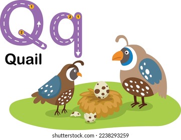 Alphabet Letter Q-Quail with cartoon vocabulary illustration, vector