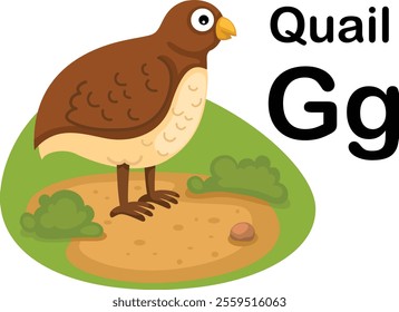 Alphabet Letter Q-Quail with cartoon vocabulary illustration, vector