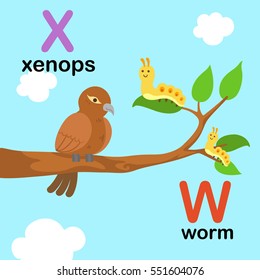 Alphabet Letter W-worm,X-xenops,vector illustration