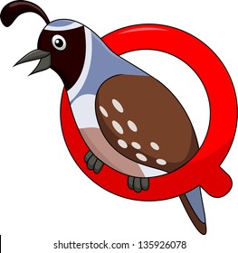 Alphabet Q with Quail bird cartoon