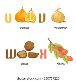 Alphabet U-X letter.ugli fruit,vidalia onion,walnut,ximenia.vector