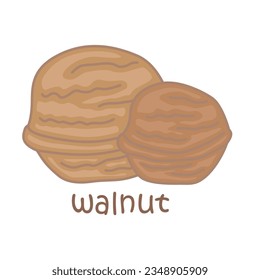 Alphabet W For Walnut Vocabulary School Lesson Cartoon Illustration Vector Clipart Sticker