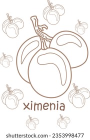 Alphabet X For Ximenia Vocabulary School Lesson Cartoon Coloring for Kids and Adult Activity